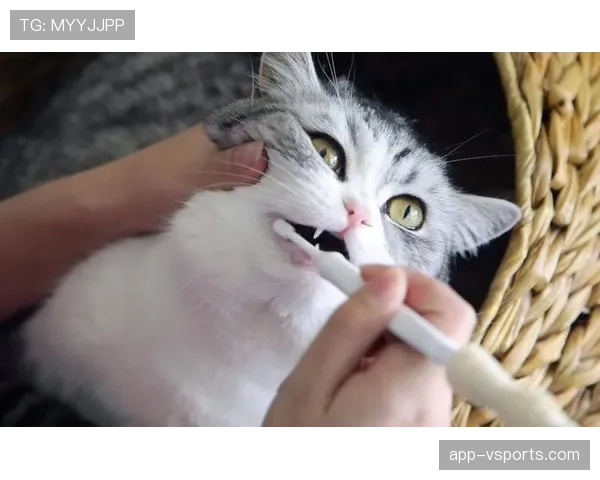 掌敏洁家的猫都比我们活得精致